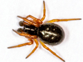 Hypsosinga pygmaea